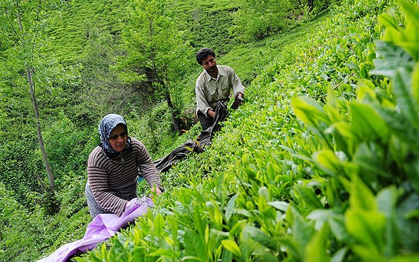 ایران پنجمین واردکننده چای در جهان شد +جدول