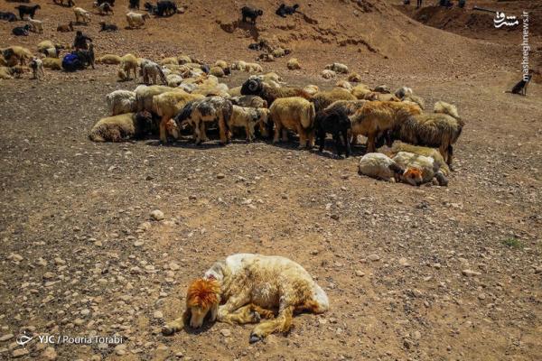 دامپروری در ایل بختیاری