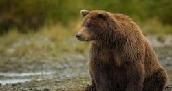 فرار محیط‌بان‌های مازندرانی از چنگال خرس!