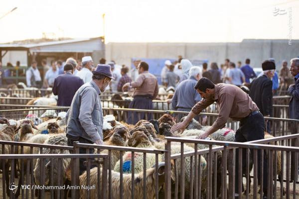 بازار فروش دام عید قربان در همدان