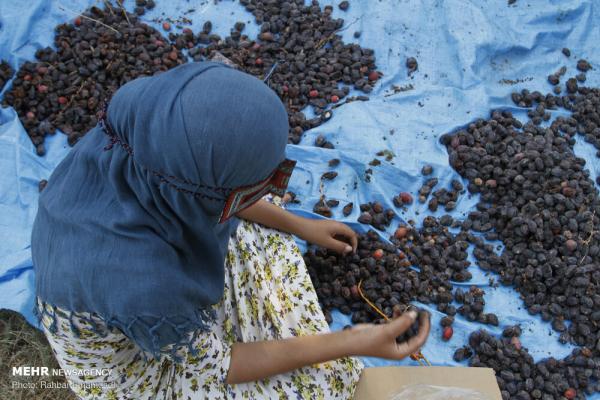 برداشت خرما از روستای کنارو بندرعباس