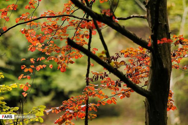 پاییز فصل هزار رنگ
