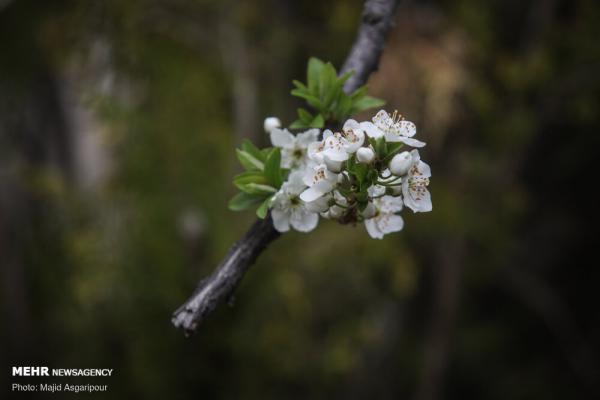 تصاویری زیبا از شکوفه‌های بهاری در تهران