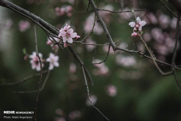 تصاویری زیبا از شکوفه‌های بهاری در تهران