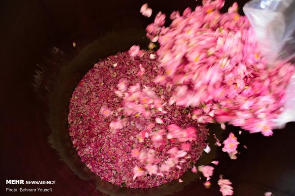 تصاویری زیبا از خط تولید گلاب