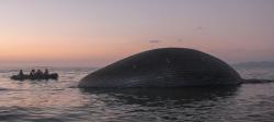 مرگ نهنگ ۱۰۰ تنی در ساحل اندونزی