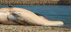 تصاویری از لاشه نهنگ در ساحل کیش