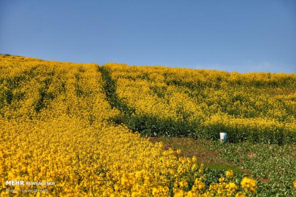 تصاویر مخصوص بک‌گراند کامپیوتر از طبیعت ایران