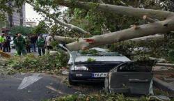 ببینید| سقوط درخت روی خودروها در خیابان ولیعصر