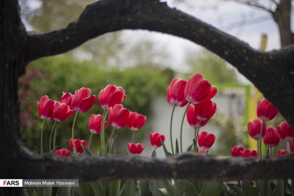 تصاویر دیدنی از جشنواره گل‌های لاله 