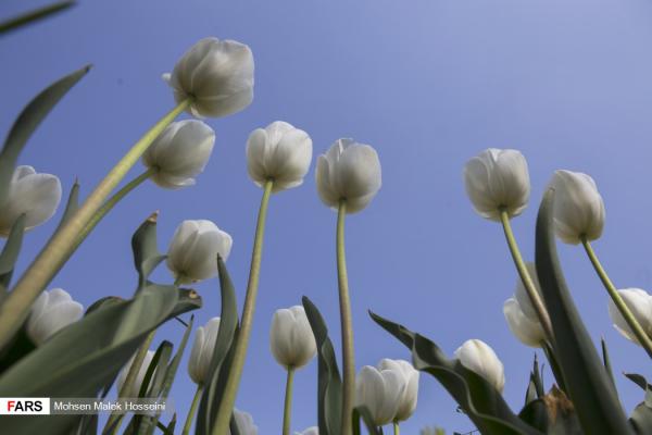 تصاویر دیدنی از جشنواره گل‌های لاله 