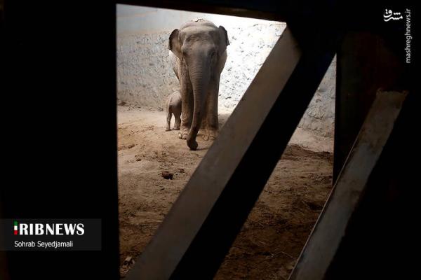 تصاویر| نخستین فیل متولد شده در ایران