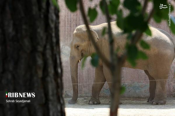 تصاویر| نخستین فیل متولد شده در ایران