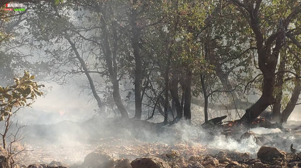 تصاویر| جنگل‌های سی‌سخت در آتش سوخت