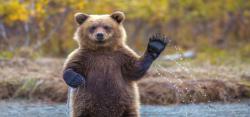 ببینید| احوالپرسی با خرس قهوه‌ای مازندران