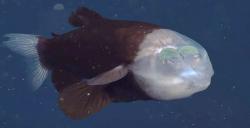 فیلم|ویدئویی از ماهی عجیبی با سر شیشه‌ای
