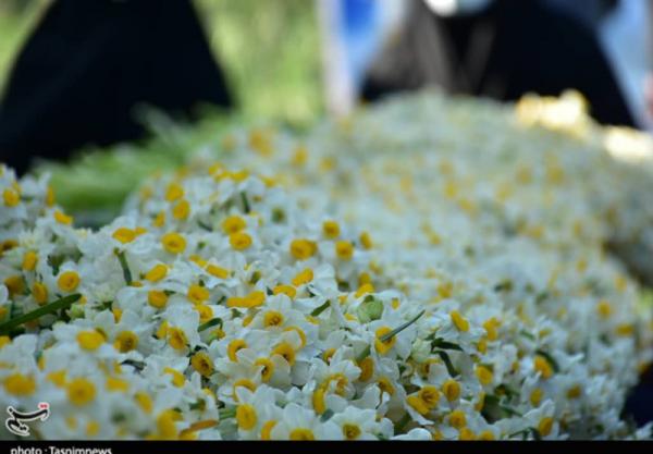 تصاویر| اهدای هزاران شاخه گل نرگس به حرم امام حسین(ع) و حضرت ابوالفضل(ع)
