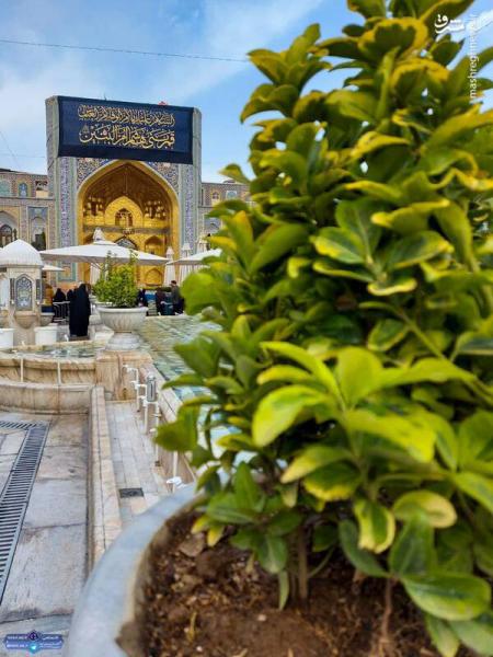 نصب کتیبه وفات حضرت ام‌البنین در حرم رضوی