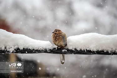 عکس زیبایی از زمستان ایران