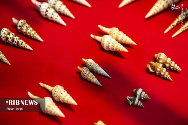 تصاویر| نخستین موزه تخصصی گونه‌های مختلف دریایی