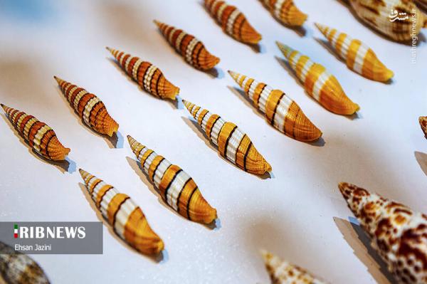 تصاویر| نخستین موزه تخصصی گونه‌های مختلف دریایی