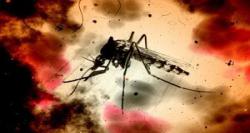 کشف درمان جدید برای بیماری مالاریا