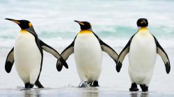 فیلم| تصویر حیرت انگیز از پنگوئن‌ها هنگام ورود به اقیانوس