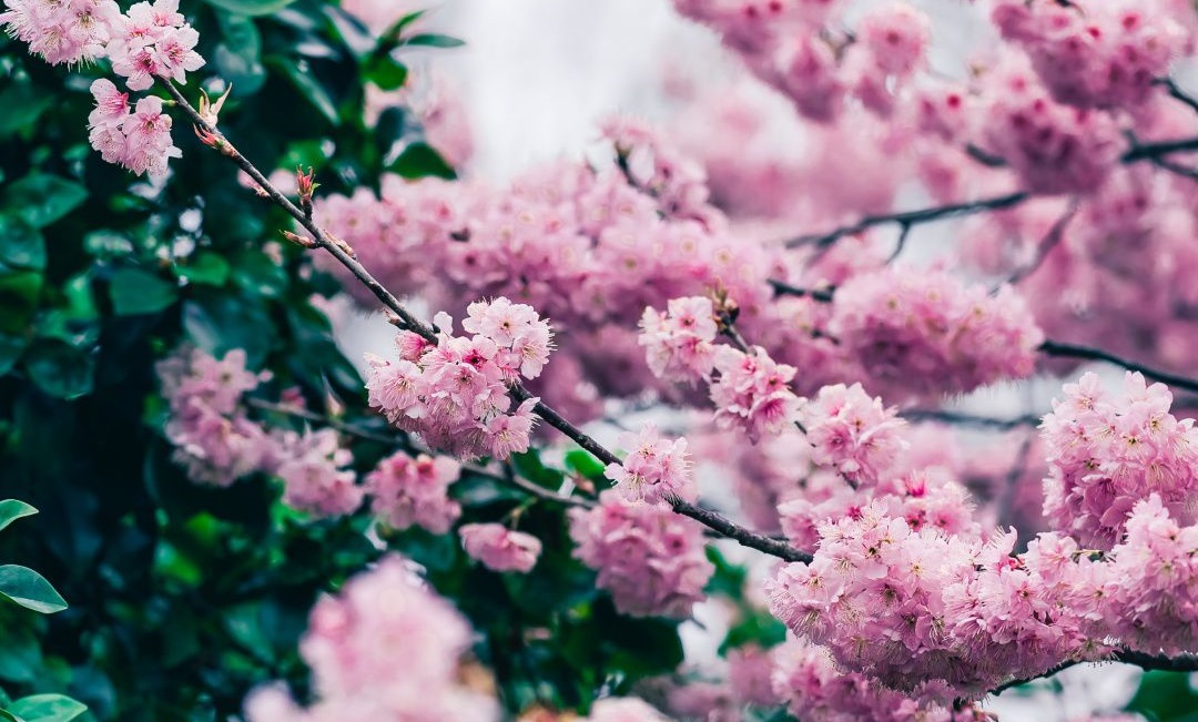 والپیپرهای بهاری برای گوشی همراه +دانلود