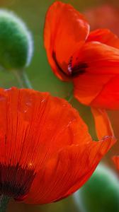 ۱۰ والپیپر ساده برای گوشی +دانلود