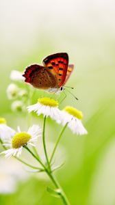 ۱۰ والپیپر ساده برای گوشی +دانلود