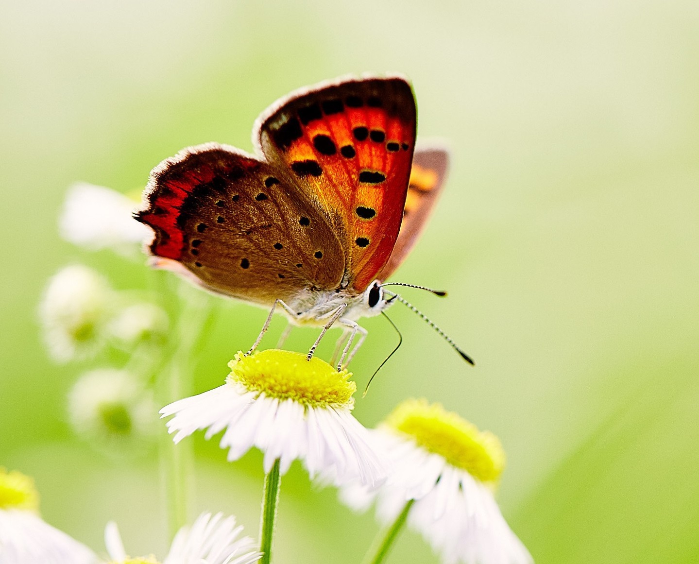 ۱۰ والپیپر ساده برای گوشی +دانلود