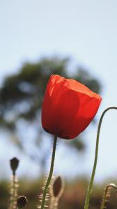 دانلود والپیپرهای زیبا برای گوشی