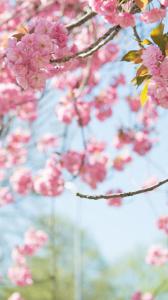 ۱۰ والپیپر از طبیعت برای گوشی +دانلود