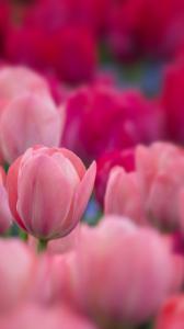 ۱۰ والپیپر از طبیعت برای گوشی +دانلود