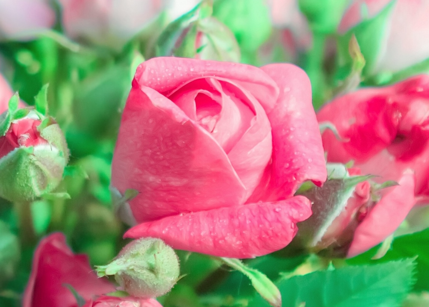 ۱۰ والپیپر از طبیعت برای گوشی +دانلود