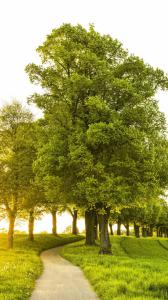 ۱۰ والپیپر فانتزی مناسب گوشی +دانلود