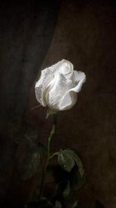 ۱۰ والپیپر فانتزی مناسب گوشی +دانلود