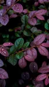 ۱۰ والپیپر فانتزی مناسب گوشی +دانلود