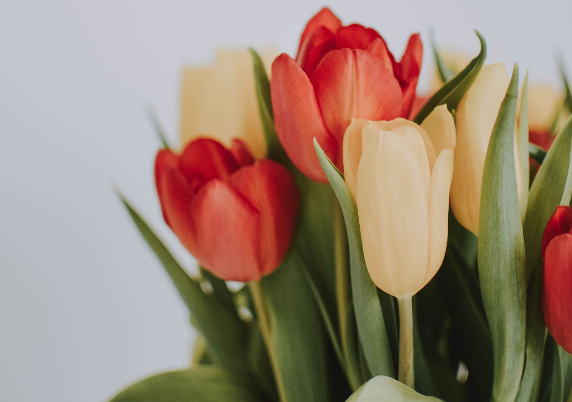 ۱۰ والپیپر بهاری برای گوشی +دانلود