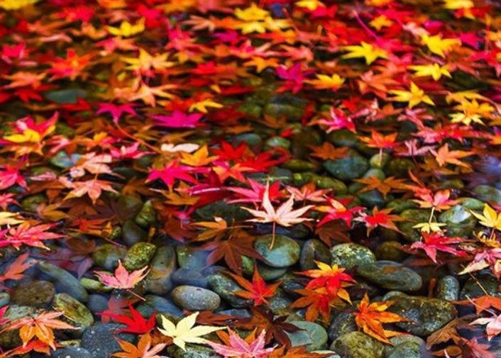 ۱۰ والپیپر پائیزی برای گوشی +دانلود