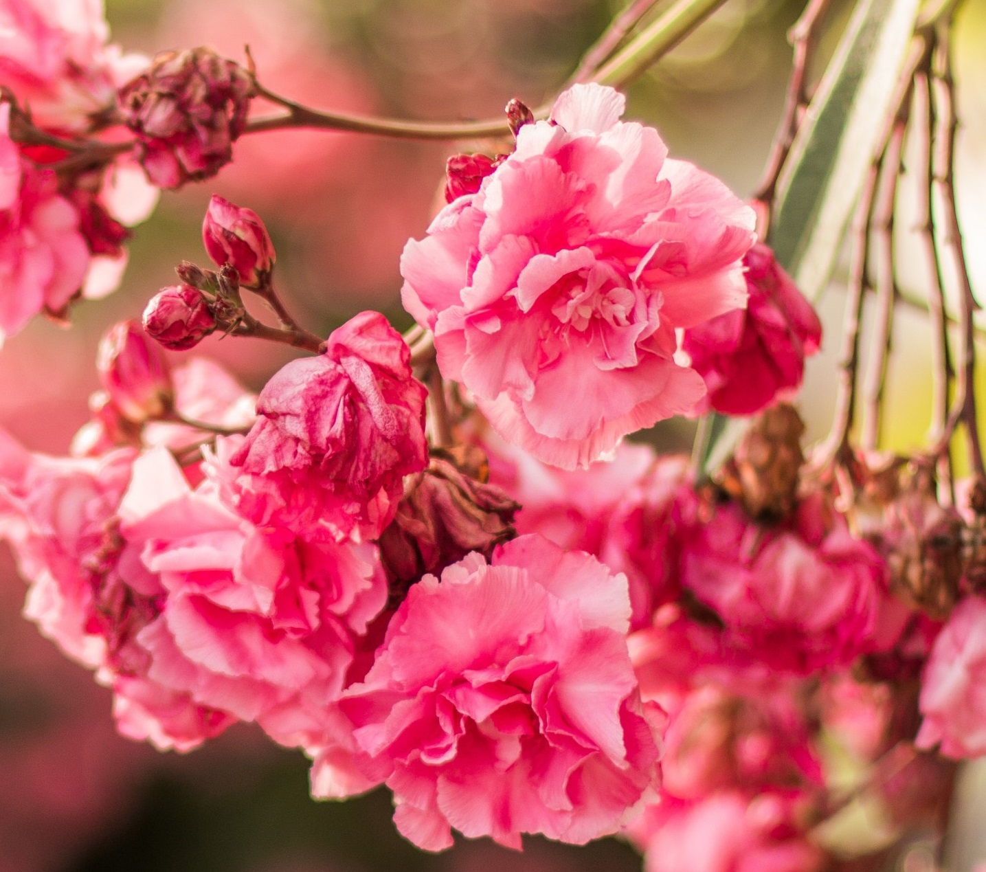 ۱۰ والپیپر از طبیعت زیبا برای گوشی +دانلود