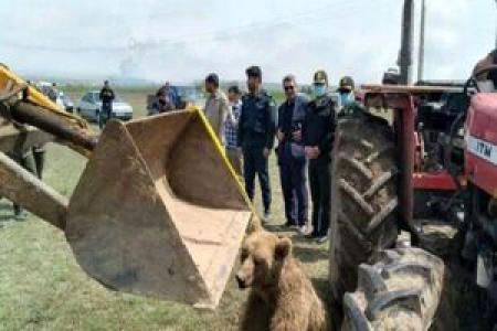 بازداشت مقصر تلف شدن یک قلاده خرس در نمین