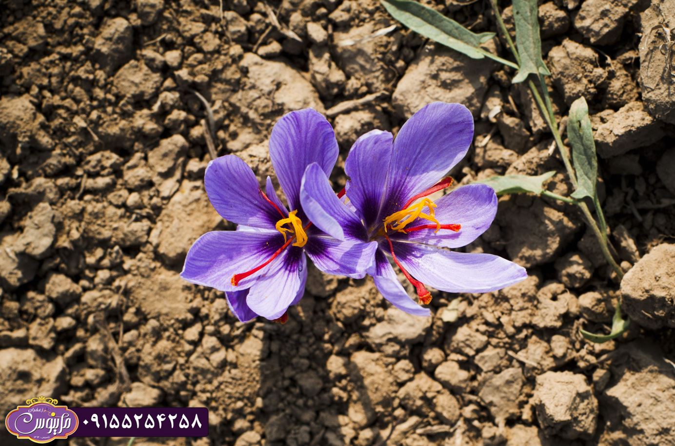 چرا زعفران اینقدر محبوبه؟