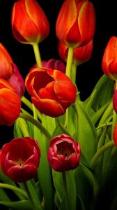 ۱۰ والپیپر با رنگ قرمز برای گوشی +دانلود