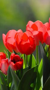 ۱۰ والپیپر با رنگ قرمز برای گوشی +دانلود