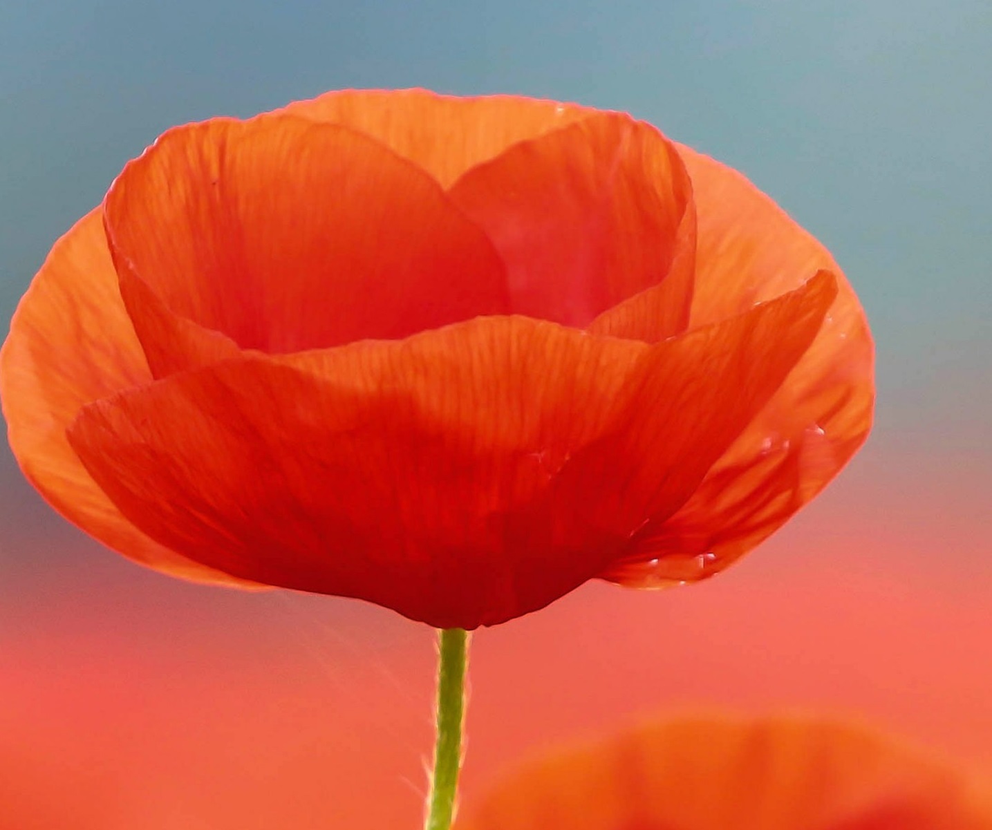 ۱۰ والپیپر با رنگ قرمز برای گوشی +دانلود