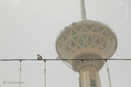 تصاویر|  جیغ بنفش بر سر هوای تهران