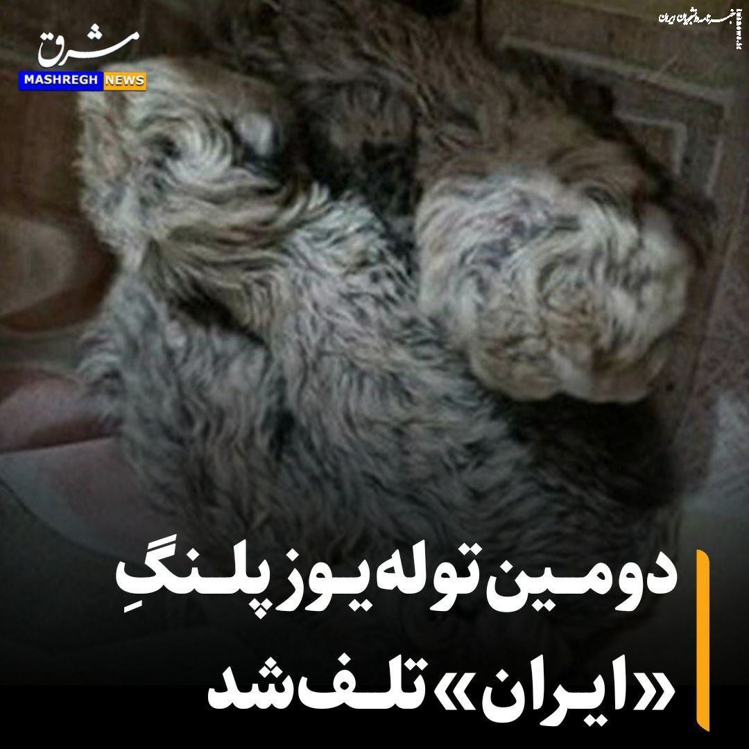 علت مرگ توله یوزپلنگ ایرانی مشخص شد