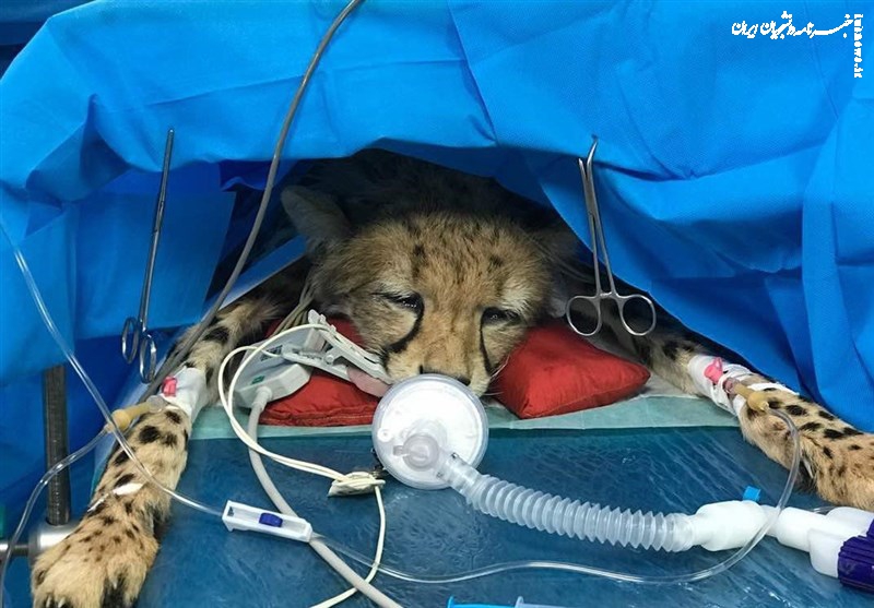 روایت مدیرکل محیط‌زیست استان سمنان از ۳ توله یوز ایران