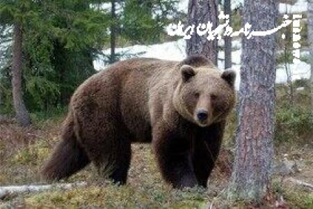 حمله خرس به چوپان ۲۲ ساله اردلی